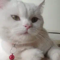 اسکاتیش ماده