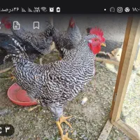 خروس امروک