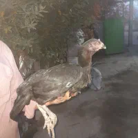 لاری|حیوانات مزرعه|مشگین شهر, |دیوار