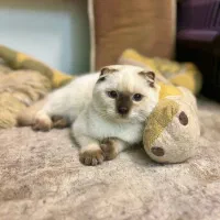 اسکاتیش دبلفولد ماده