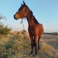 اسب مادیون دره شوری|اسب و تجهیزات اسب‌سواری|ساوه, |دیوار