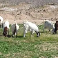 گوسفند(بز زاییده)