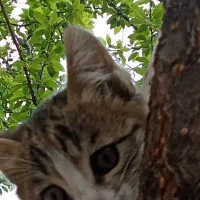 بچه گربه بازیگوش و آرام