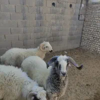 بره نر|حیوانات مزرعه|شیراز, رحمت‌آباد|دیوار