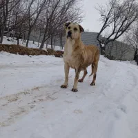 واگذاری