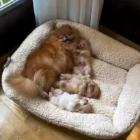 بچه پامر و پودل بالغ