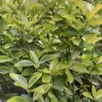 شمشاد|خدمات باغبانی و درختکاری|شاندرمن, |دیوار