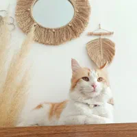 واگذاری گربه|گربه|کرج, کوی امامیه|دیوار