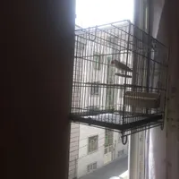 سهره نر مست بخون دهندار اماده به جفت|پرنده|تهران, شهادت|دیوار