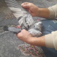 کبوترصیدشب