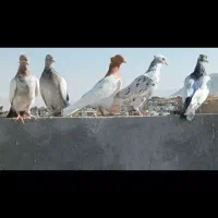 26 تا کفتر هوایی