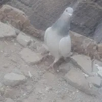 کفتر|پرنده|نگار, |دیوار