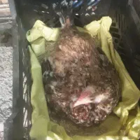 فرش|فرش|کهنوج, |دیوار