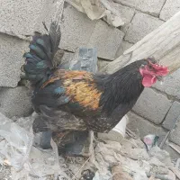 خروس و جوجه خروس|حیوانات مزرعه|جیرفت, |دیوار