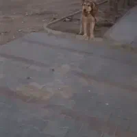 سگ عراقی|سگ|مشگین شهر, |دیوار