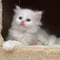 گربه میکس بریتیش و dlh