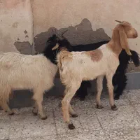 ۳عدد بز ماده