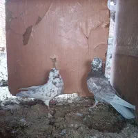 کفتر|پرنده|اصفهان, سرشبادران|دیوار