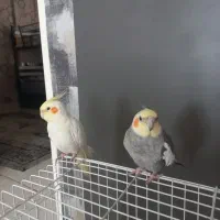 عروس هلندی نر و ماده