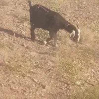بزچاق وشیرا
