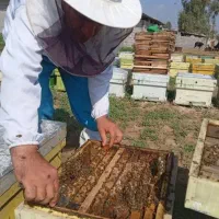 فروش تعداد۴۰کندو زنبور عسل کارنیکا آلمانی درجه یک|حیوانات مزرعه|نورآباد, |دیوار