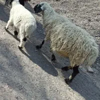 میش بره