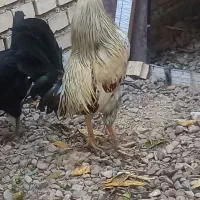 خروس