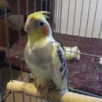 یک جفت عروس هلندی با جوجه
