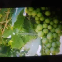 انگور