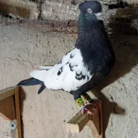 تعدادی سینه سیاه