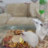 همستر اهلی و خونگی بازیگوش|موش و خرگوش|نیشابور, شهرک قدس|دیوار