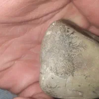 sang درخت . شجر . فیروزه