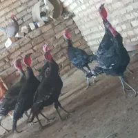 بوقلمون محلی