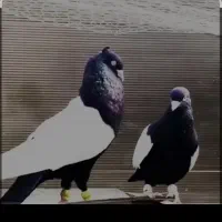 نرماده مسافتی آنتیک