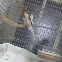 پرنده قناری