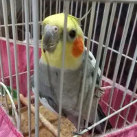 عروس هلندی  نر ماده