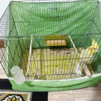 پرنده عروس هلندی|پرنده|رشت, معلولین|دیوار