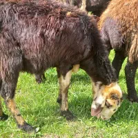 شیشک پلنگی کله سفید قزل