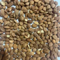 مغز هسته زردالو تلخ تناژ