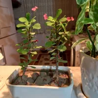 فروش گل اپارتمانی|گل و گیاه طبیعی|مینودشت, |دیوار