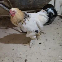 دو عدد خروس جوان خوش هیکل برهما