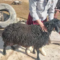 ذبح ویا قصابی انواع دام