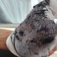 طوقی|پرنده|سنندج, |دیوار