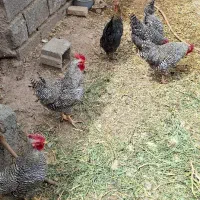 تخم مرغ نطفه دار