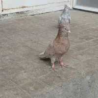 هفرنگ دمسفیدماده