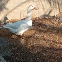 یک عدد غاز ماده