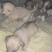 پاکوتاه خشگل|سگ|فیروزه, |دیوار