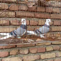 یه جفت کفتر شازده سبز