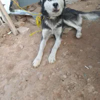 توله سگ هاسکی اصیل۸ماهه