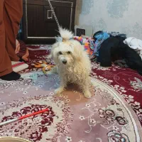 واگذاری سگ شیمیتز